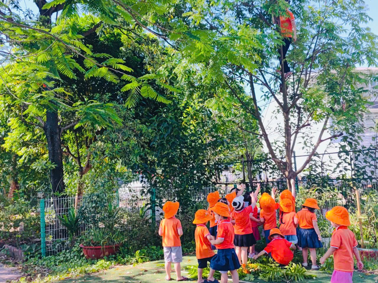 Mùa Hái Quả Vườn Trường – Quất Hồng Bì & Sấu Xanh Đầu Tiên Của Big Sun