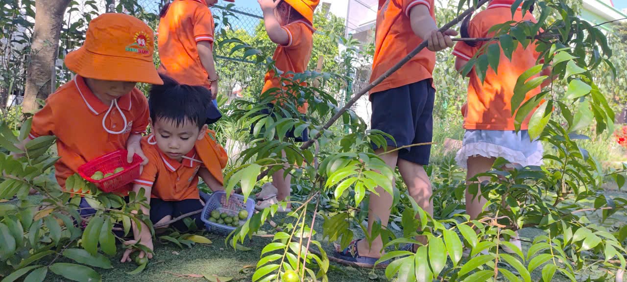 Quất hồng bì chín vàng trong vườn trường
